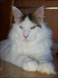 DEXTER FROM AURUM BOHEMICA