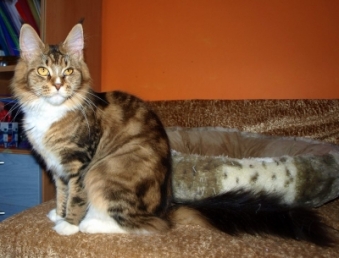 Honey Purr Utka